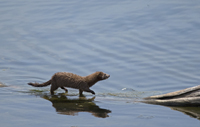 Mink